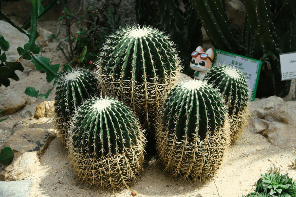 旱區植物展覽館